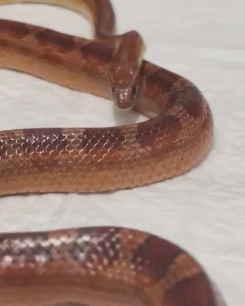 Serpente, paciente da Bem Animal Clínica Veterinária