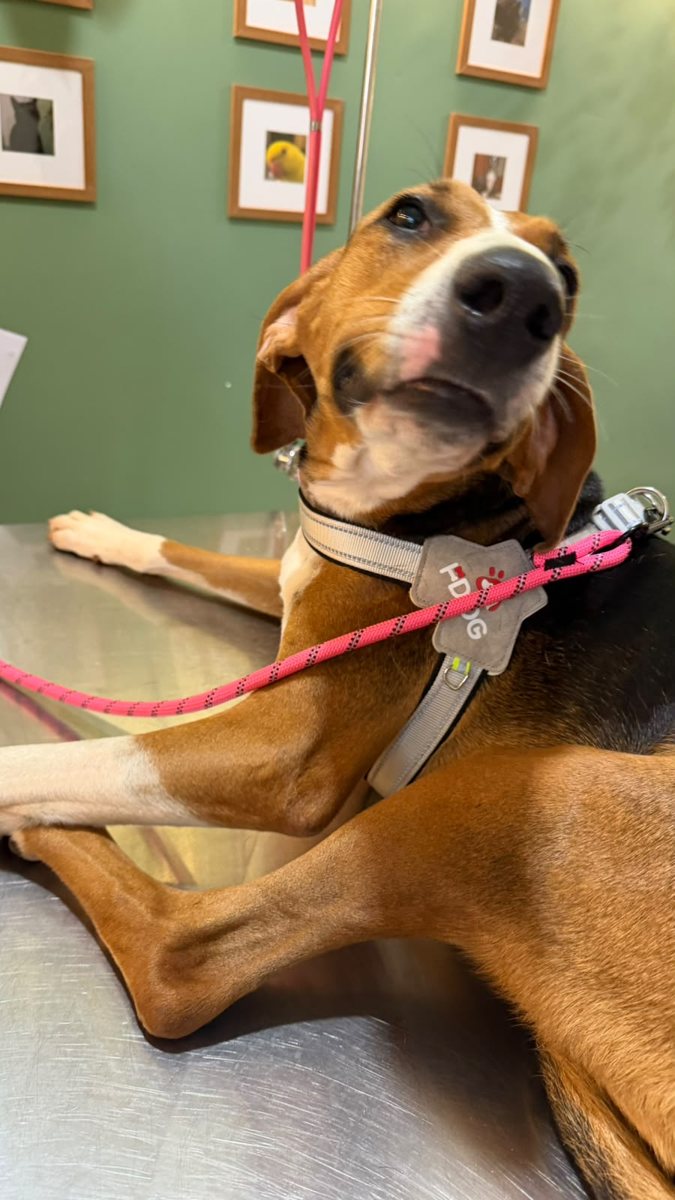 Cão, paciente da Bem Animal Clínica Veterinária