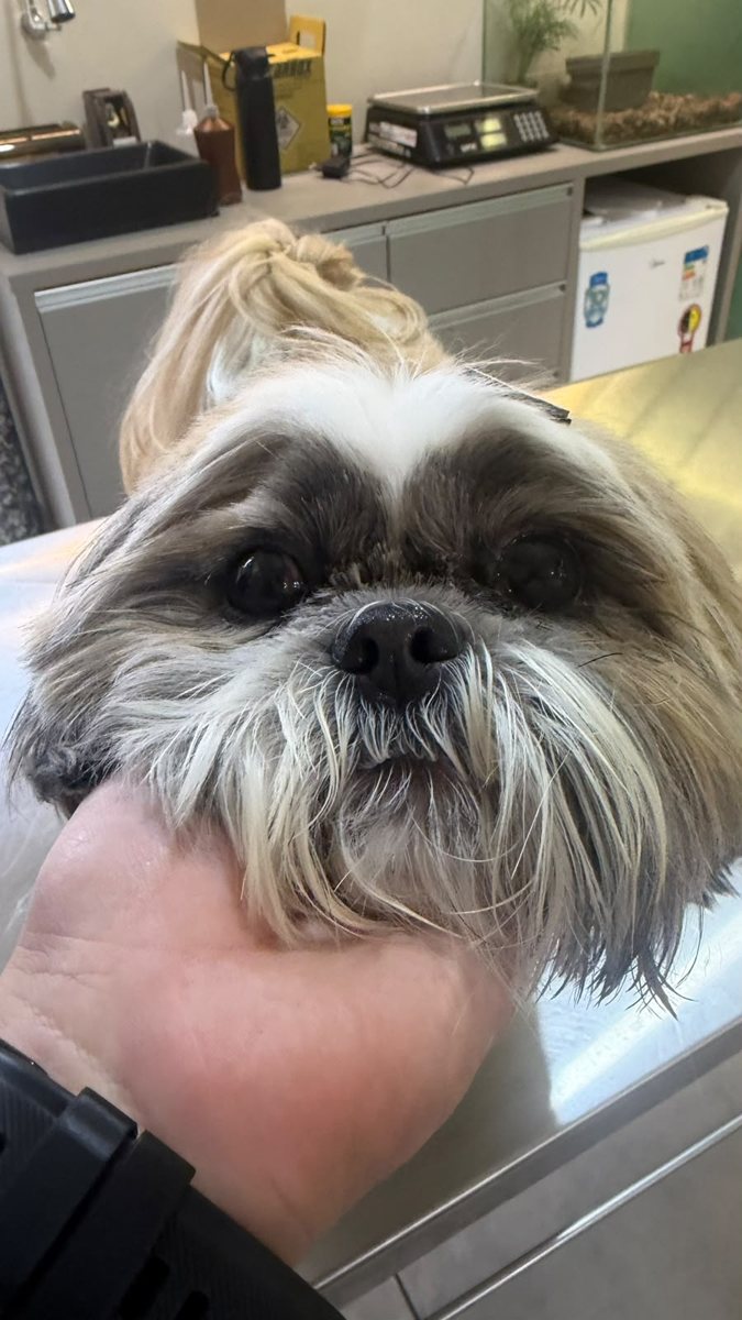 Shih tzu, paciente da Bem Animal Clínica Veterinária