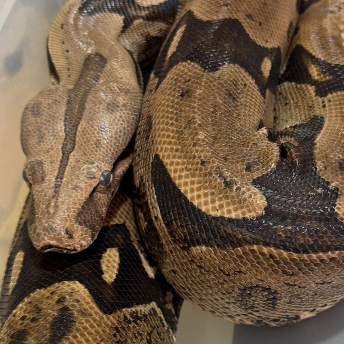 Jiboia, paciente da Bem Animal Clínica Veterinária