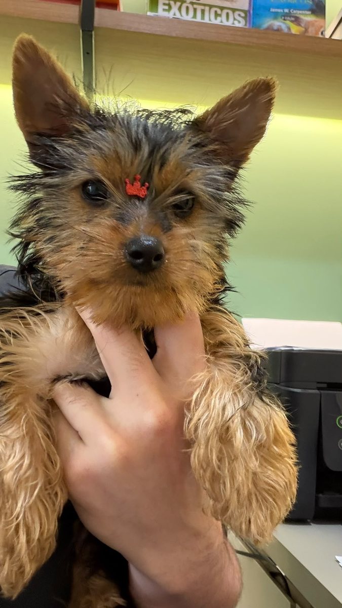 Yorkshire, paciente da Bem Animal Clínica Veterinária