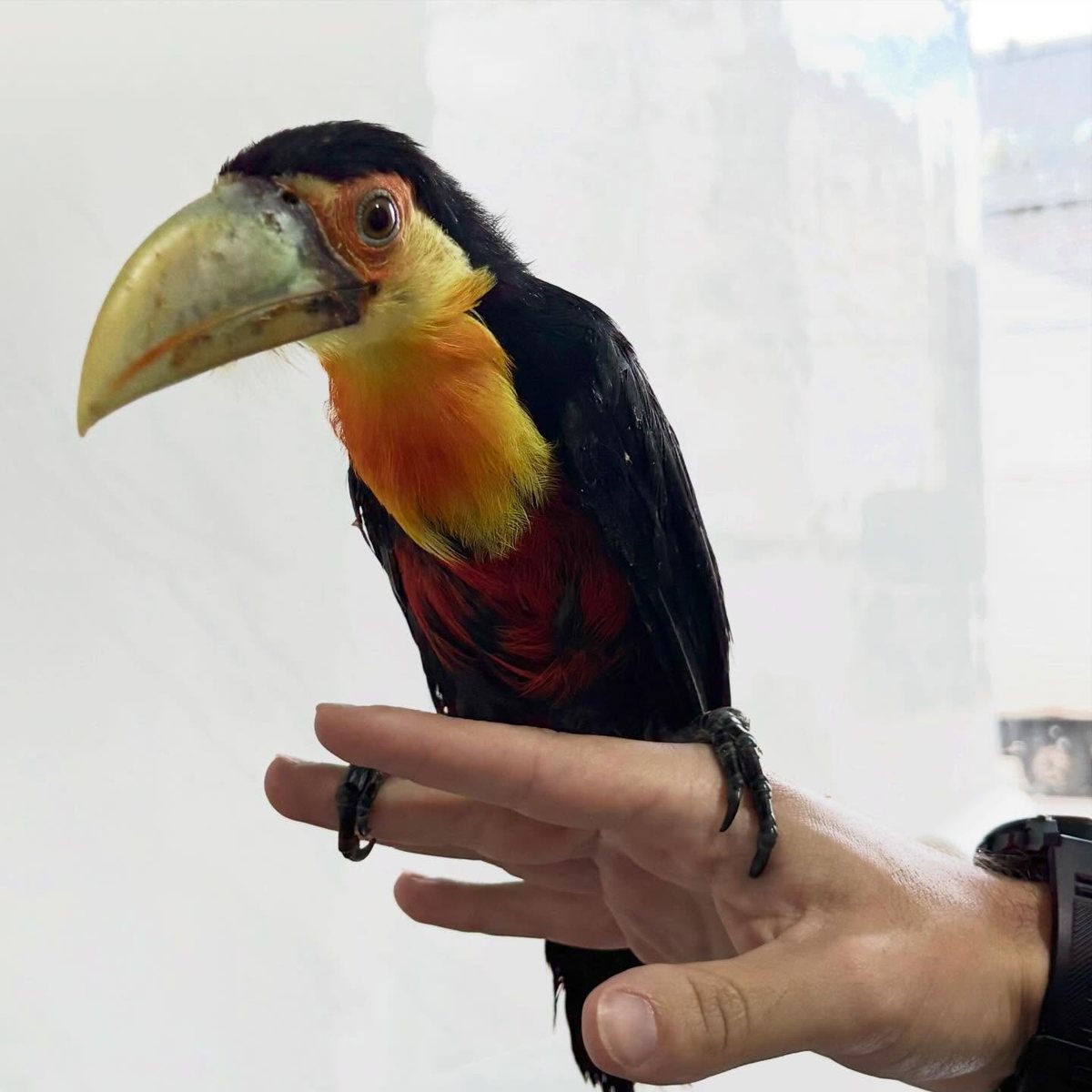 Tucano, paciente da Bem Animal Clínica Veterinária