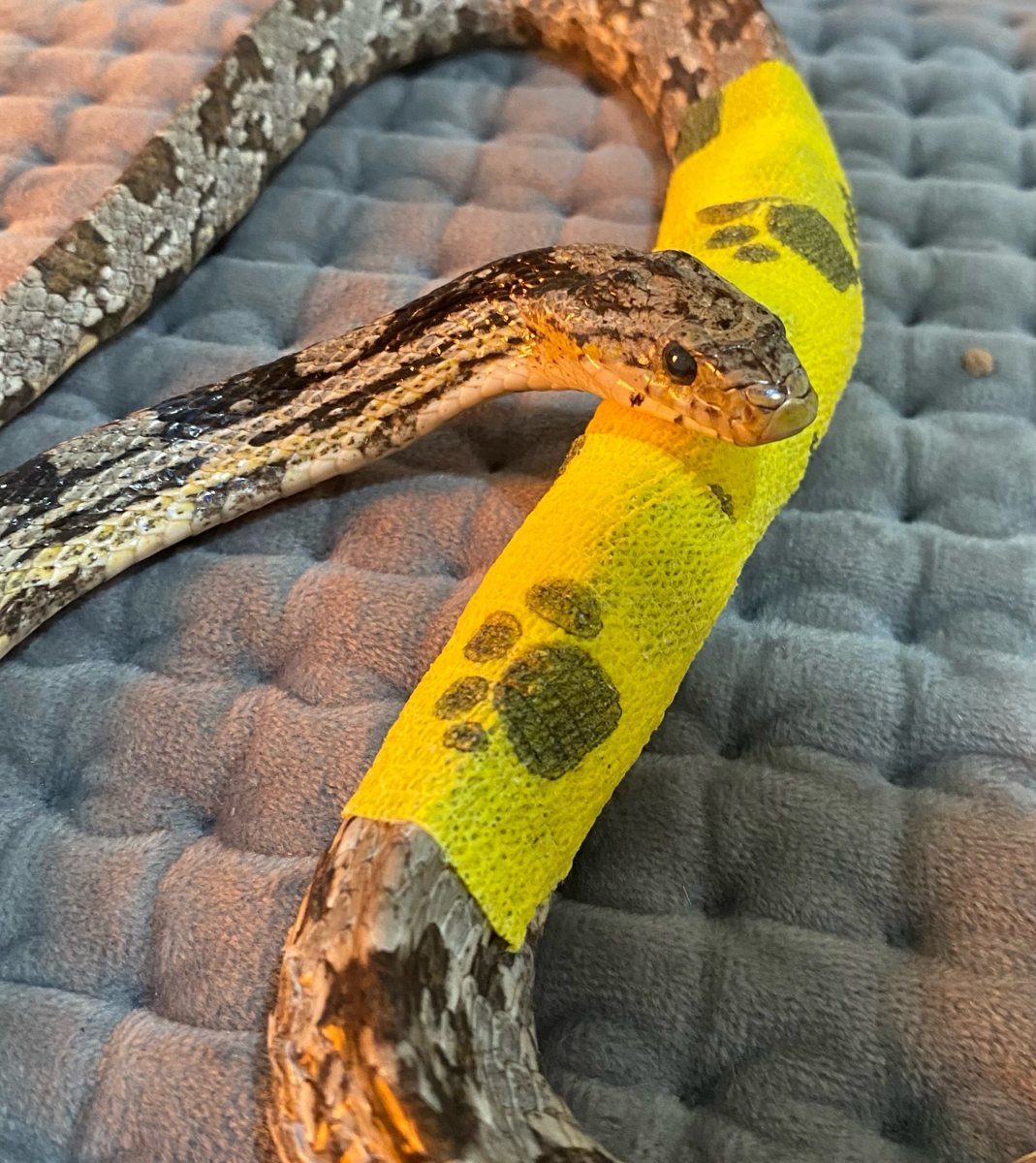 Serpente em curativo na Bem Animal Clínica Veterinária