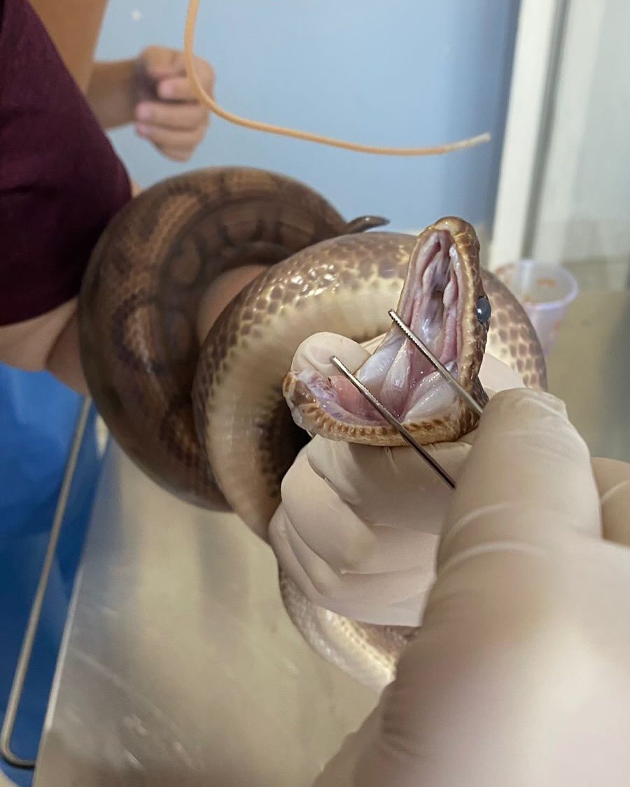 Exame de boca em jiboia na Bem Animal Clínica Veterinária
