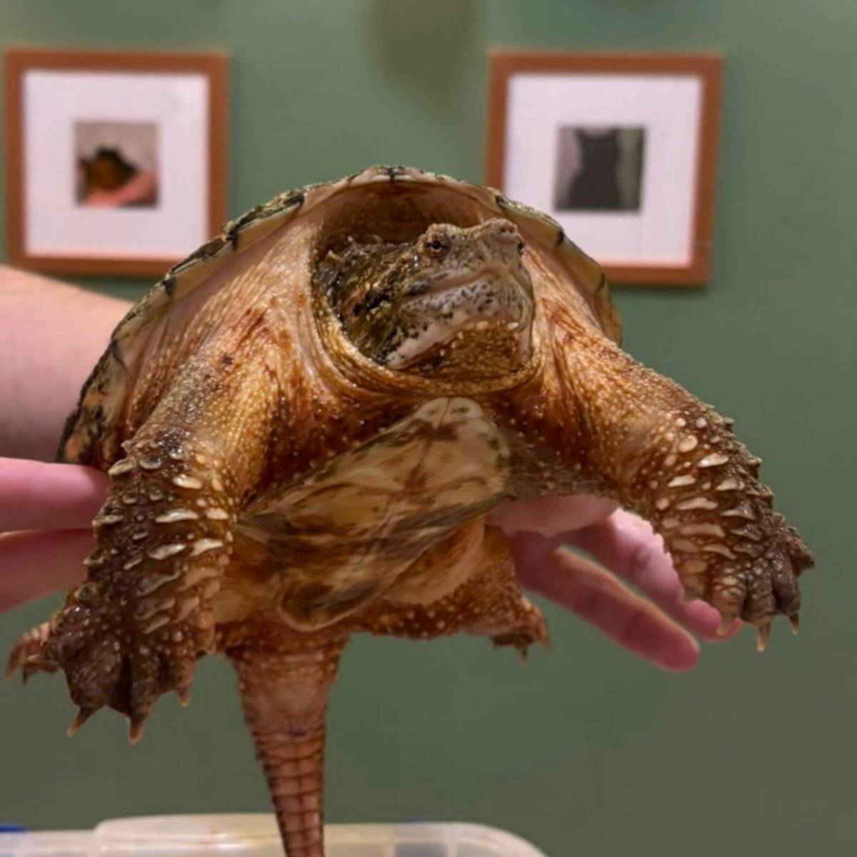 Tartaruga-mordedora, paciente da Bem Animal Clínica Veterinária