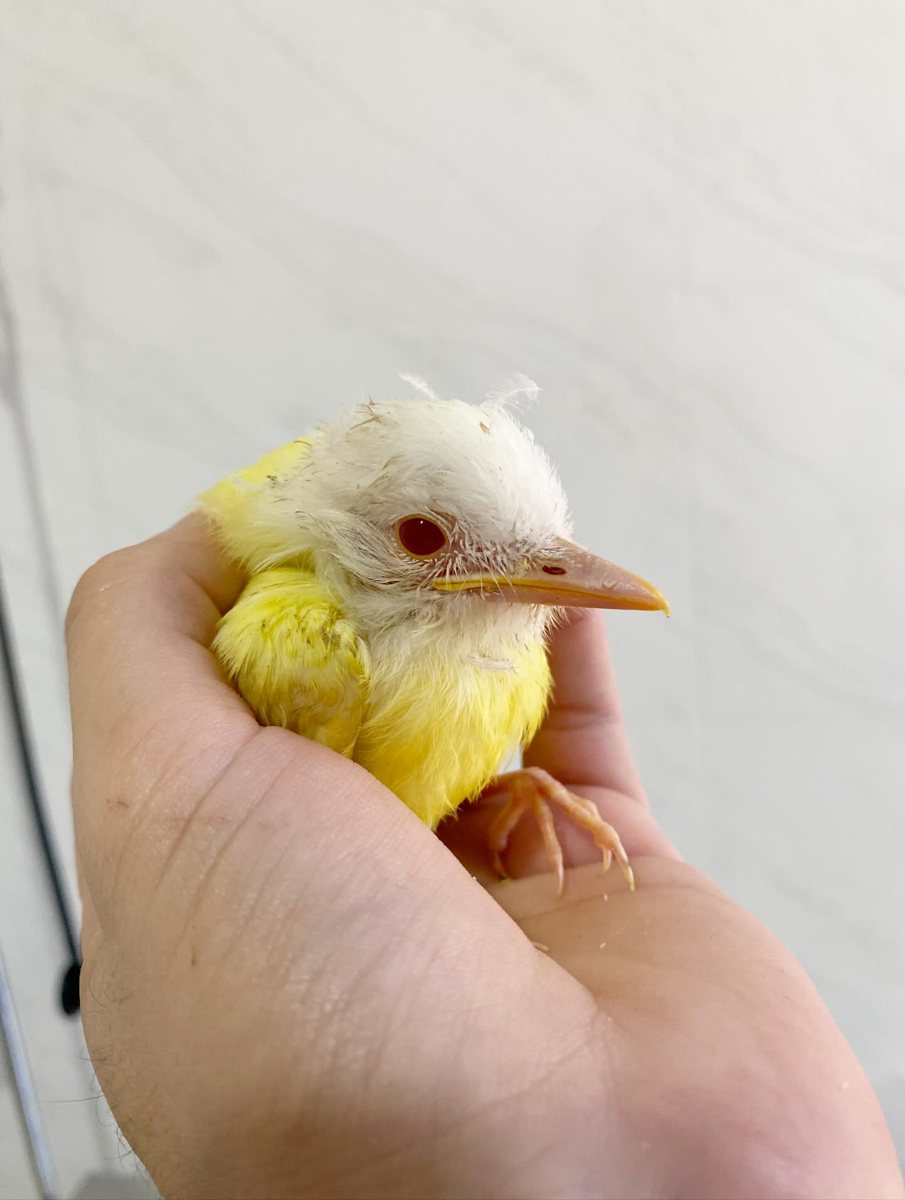 Canário, paciente da Bem Animal Clínica Veterinária