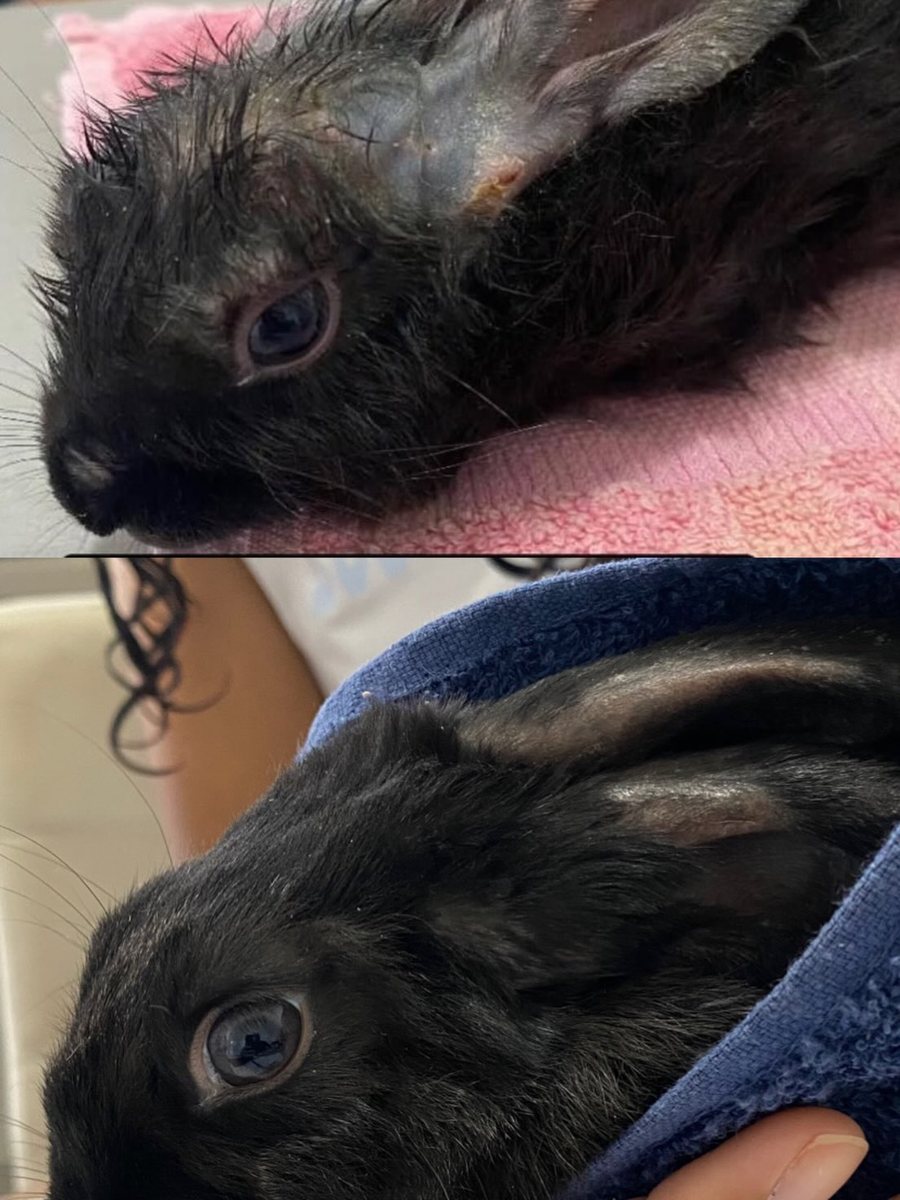 Coelho, paciente da Bem Animal Clínica Veterinária