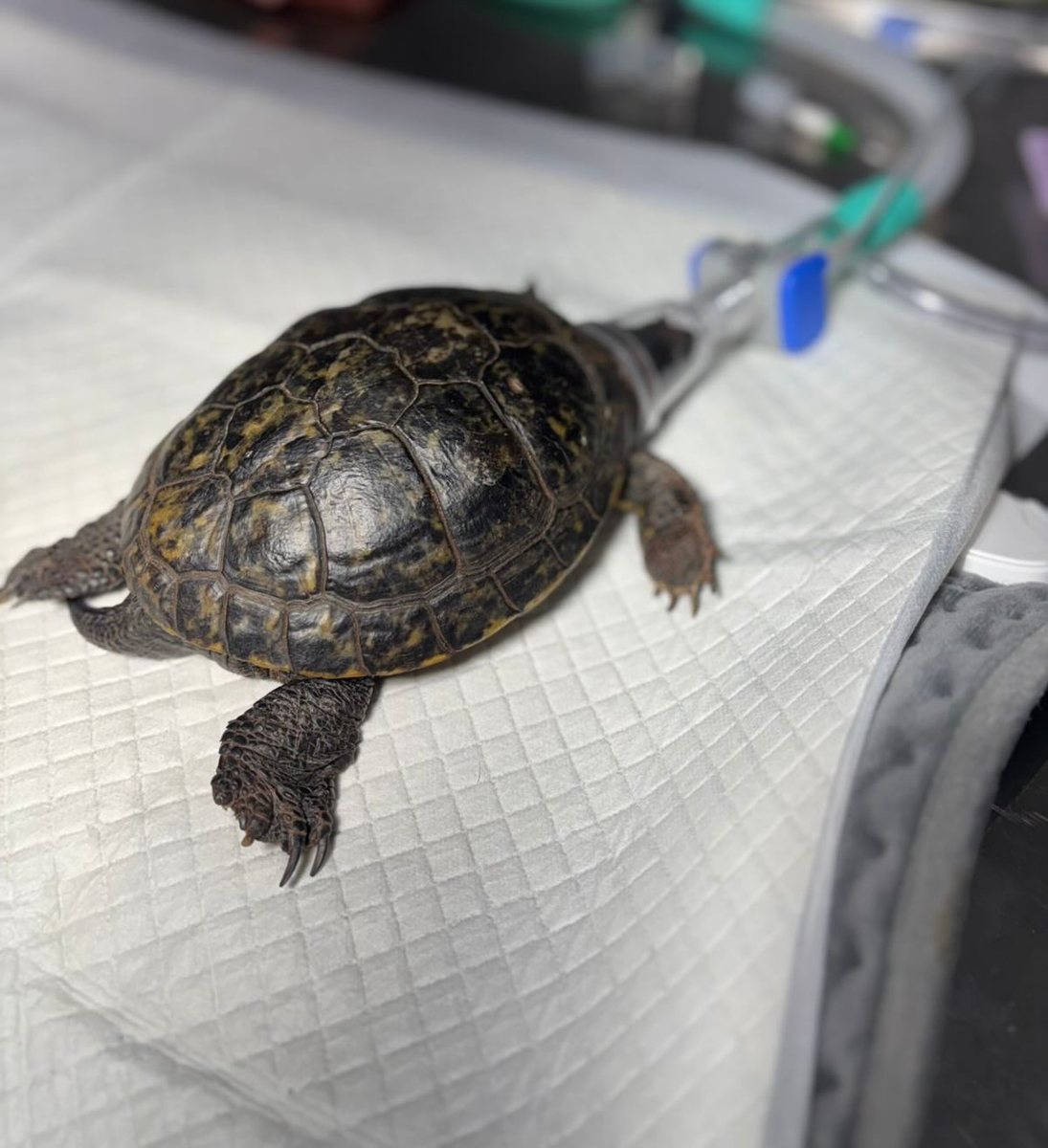 Tartaruga, paciente da Bem Animal Clínica Veterinária