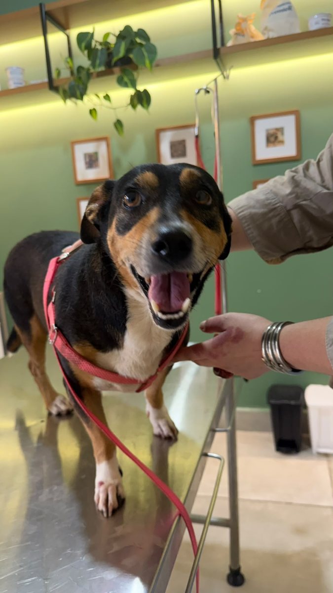 Cão, paciente da Bem Animal Clínica Veterinária